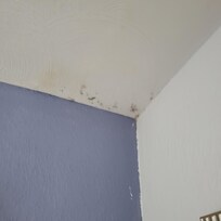 More, mold on the ceiling.