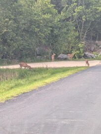Lots of beautiful deer everywhere.
