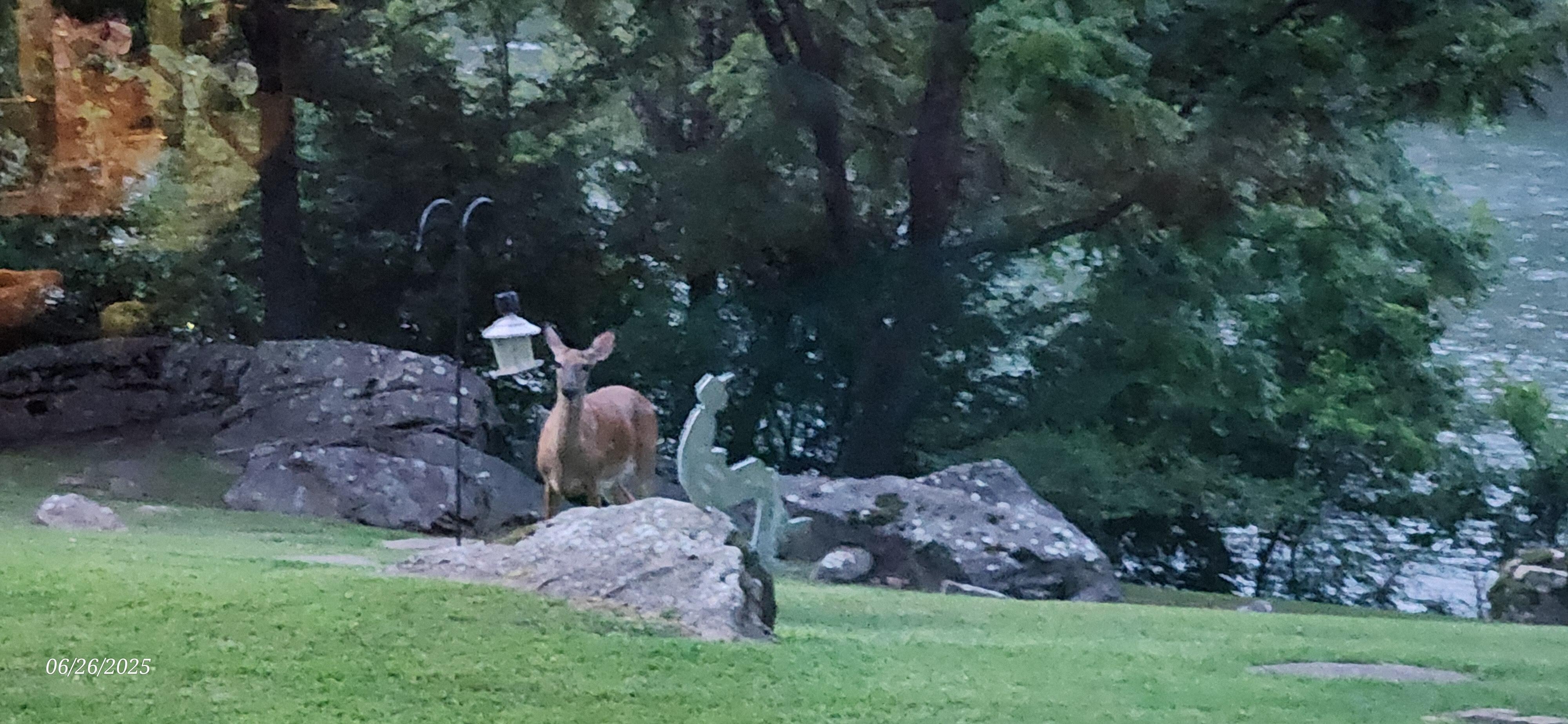 "Birdie" visiting for her evening snack