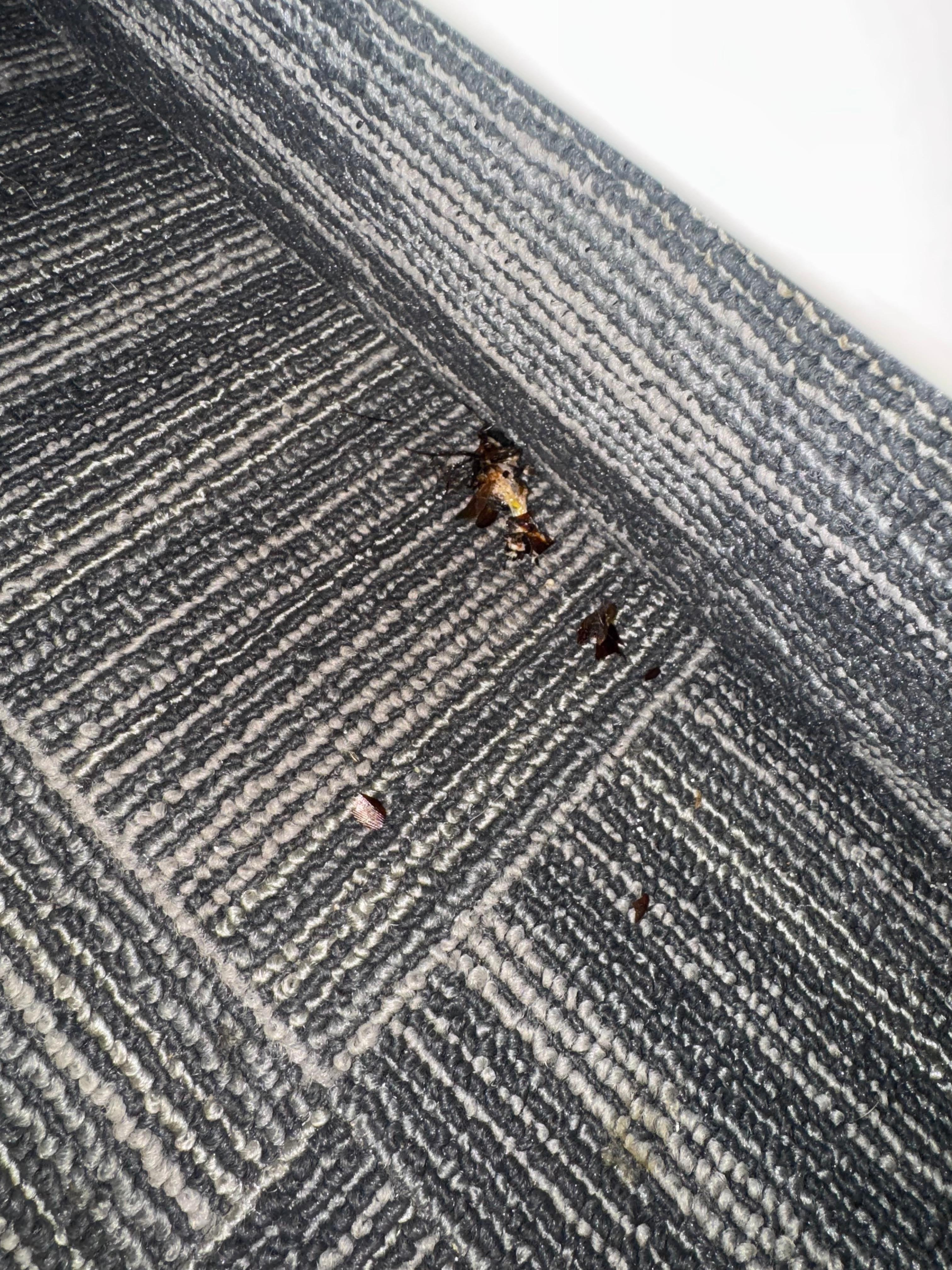 Dead roach after I chased it from the bed 