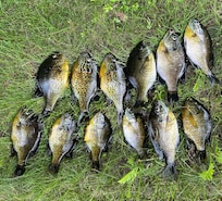 Caught on Lake Ruth. They were delicious!
