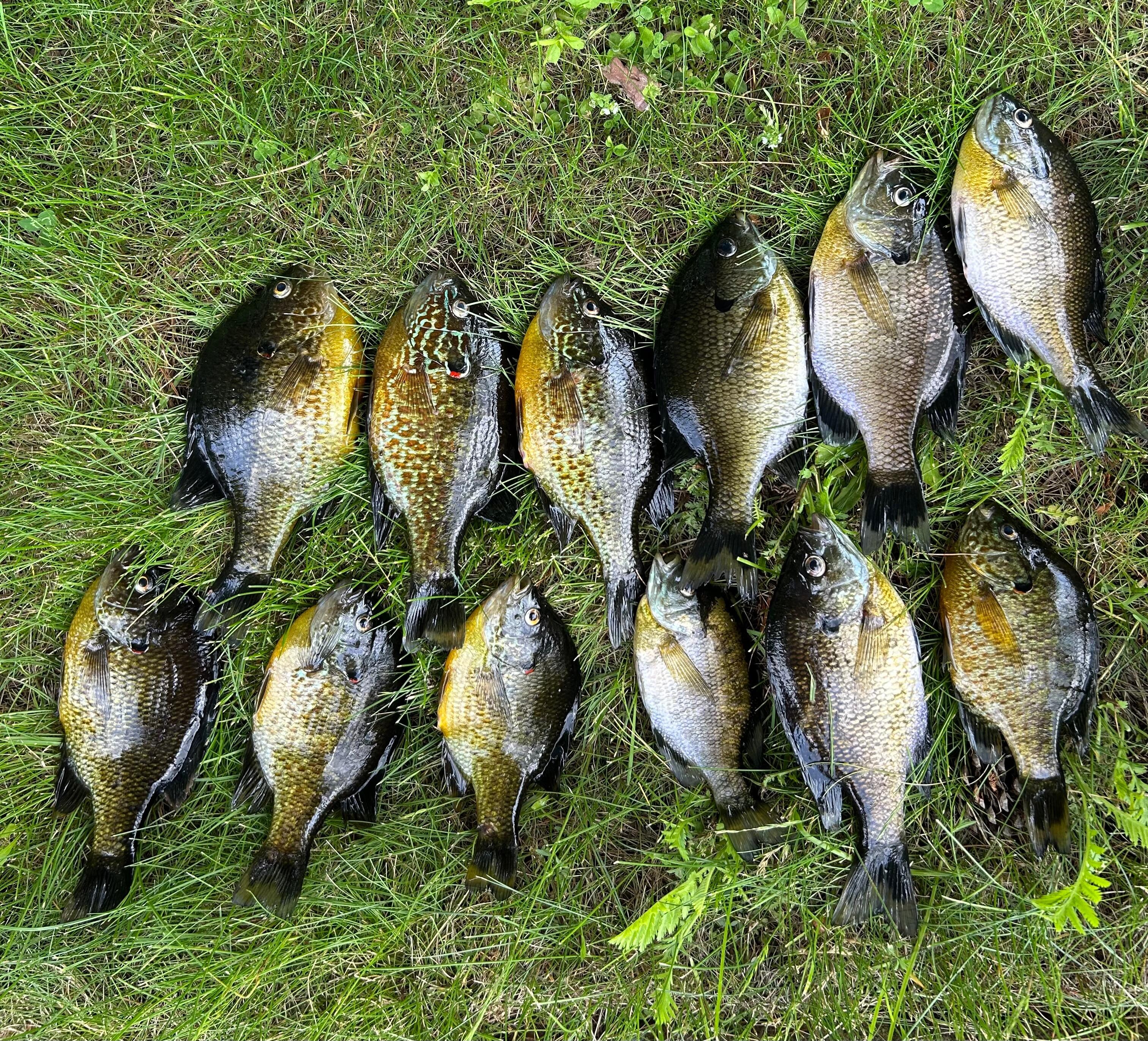 Caught on Lake Ruth. They were delicious!