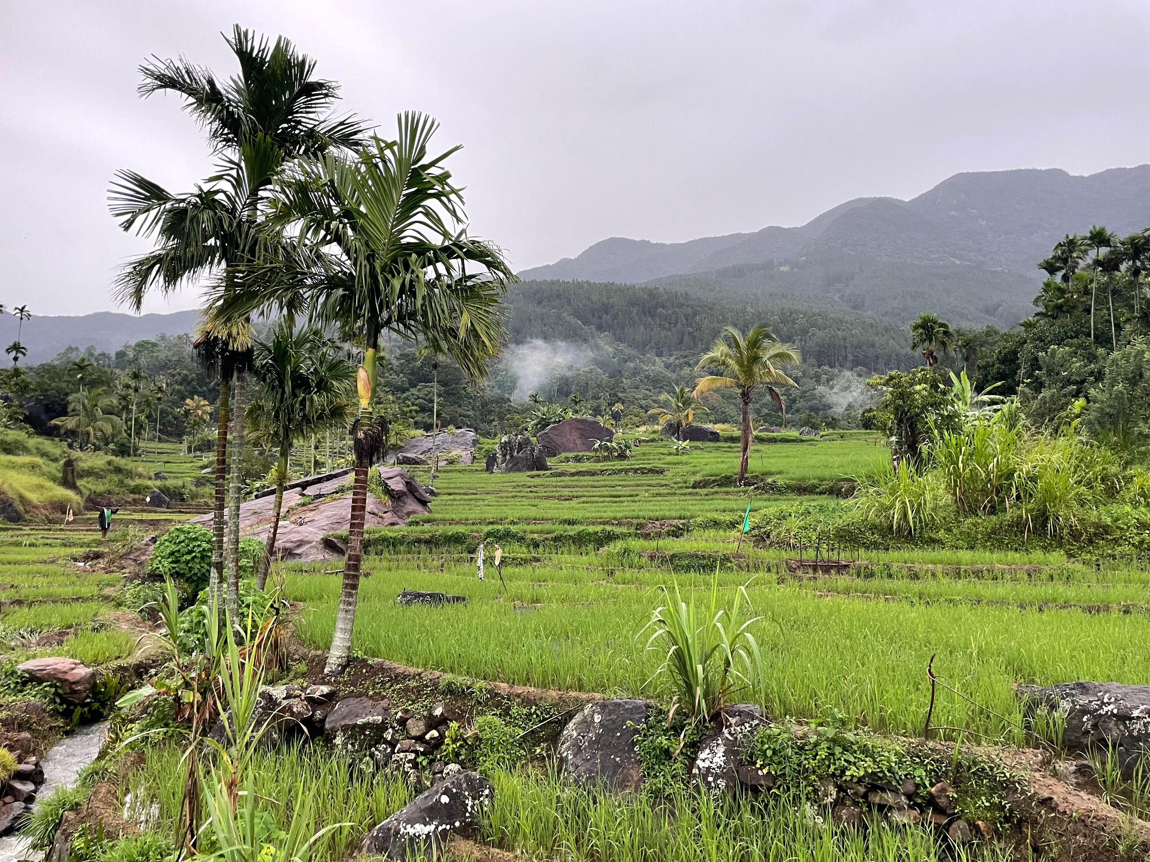 Rice paddy just below hotel