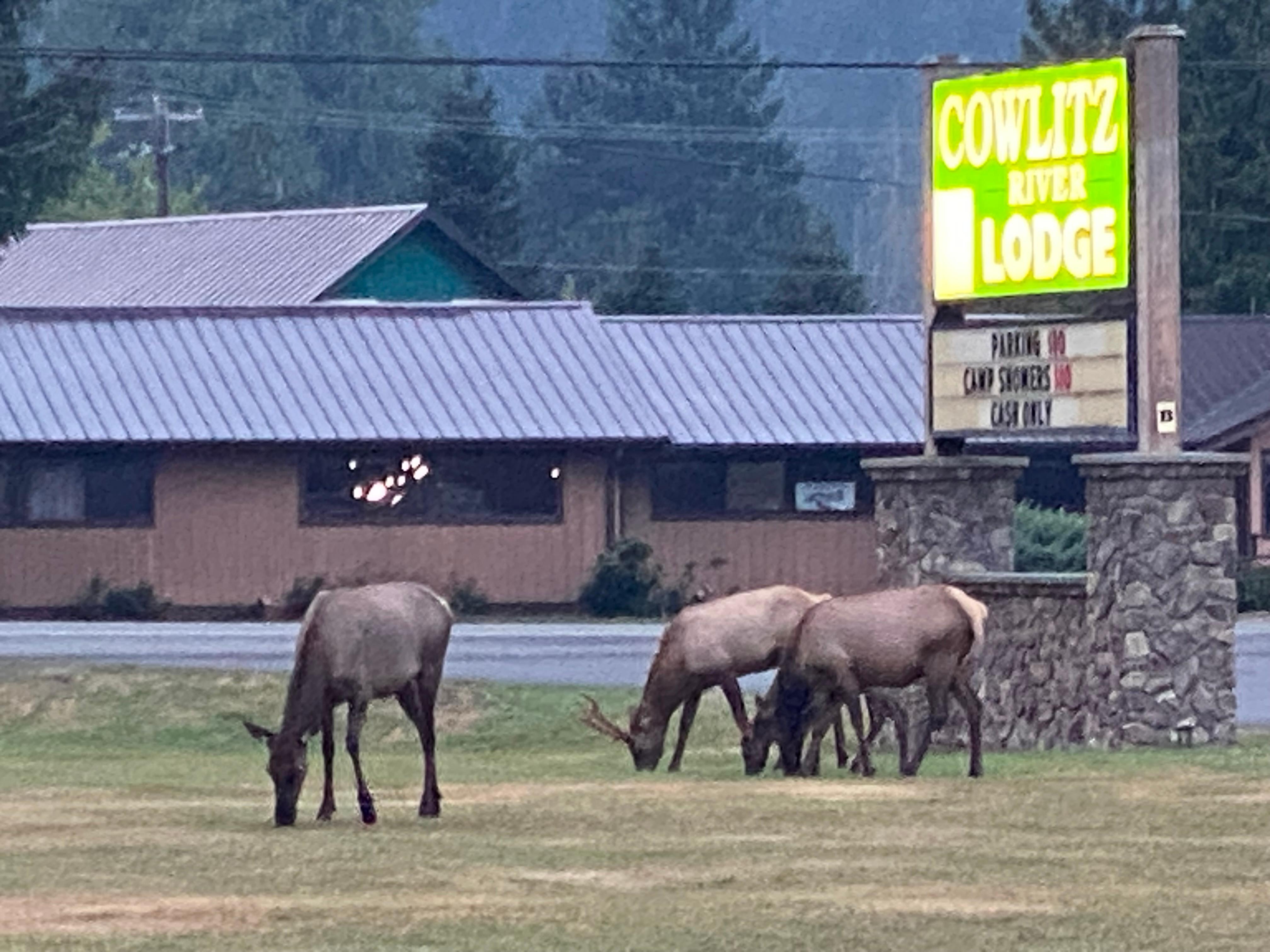 Herd of elk, a pleasant sunrise surprise.