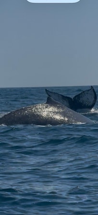Whale watching tour
