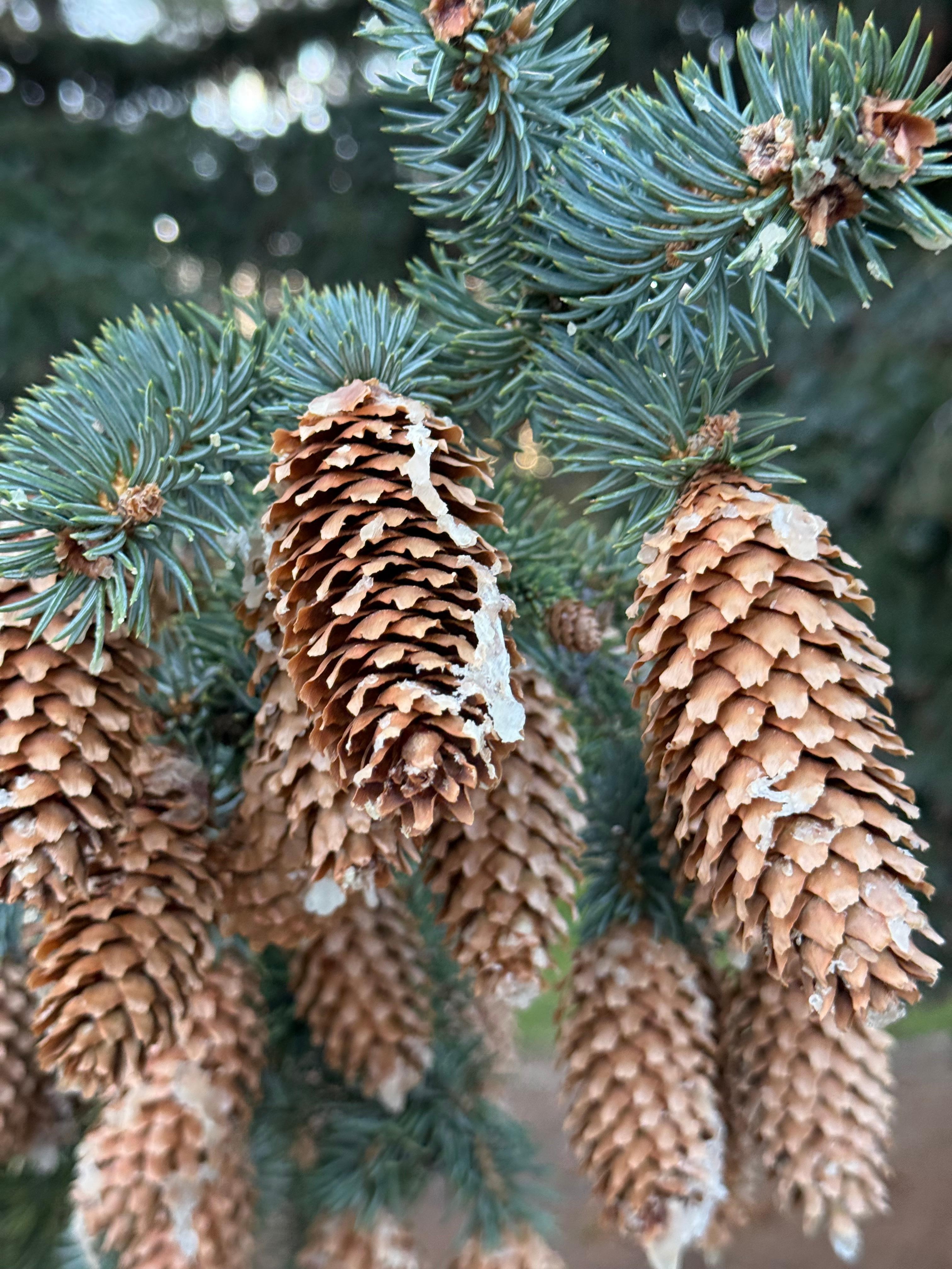 Spruce cones dripping with sap on the tree across the street. 
