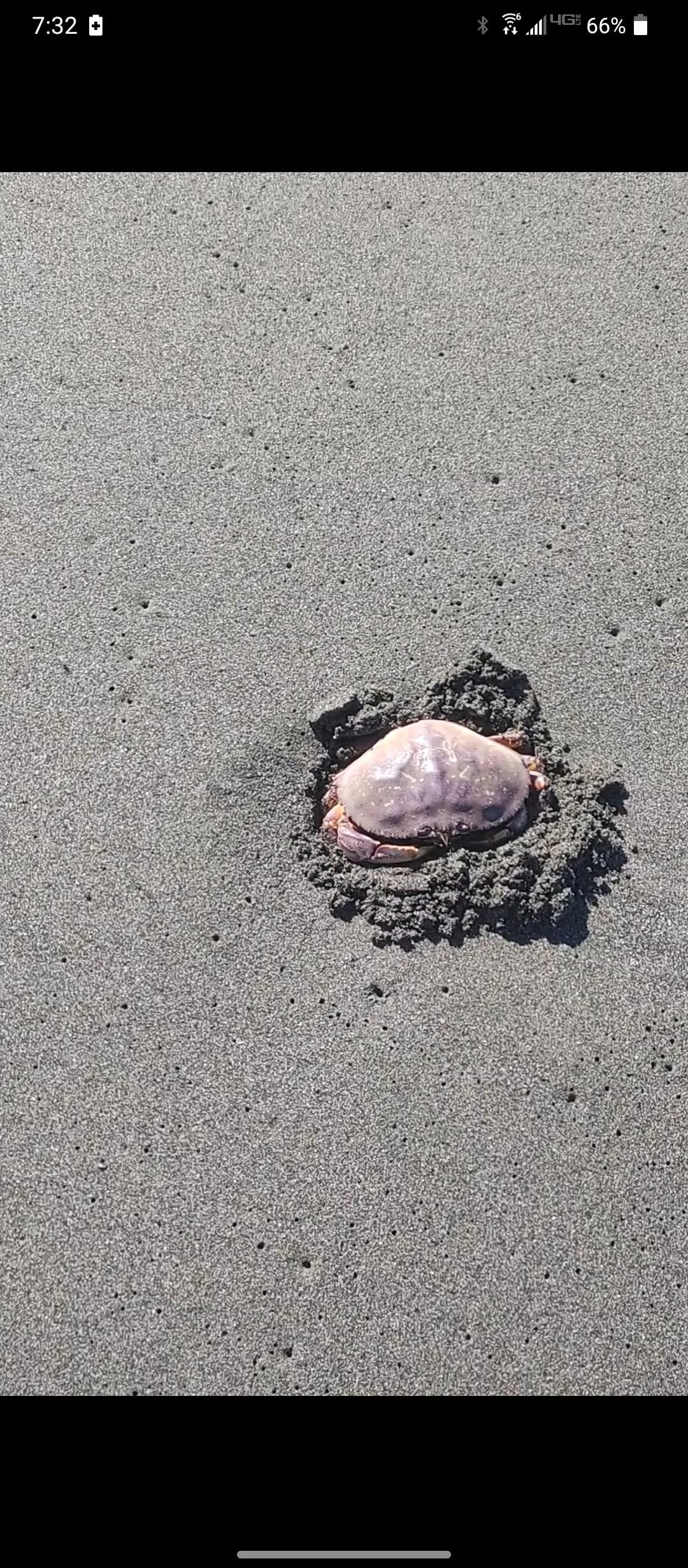 A crab that was on the beach