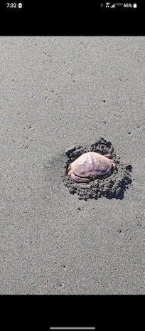 A crab that was on the beach