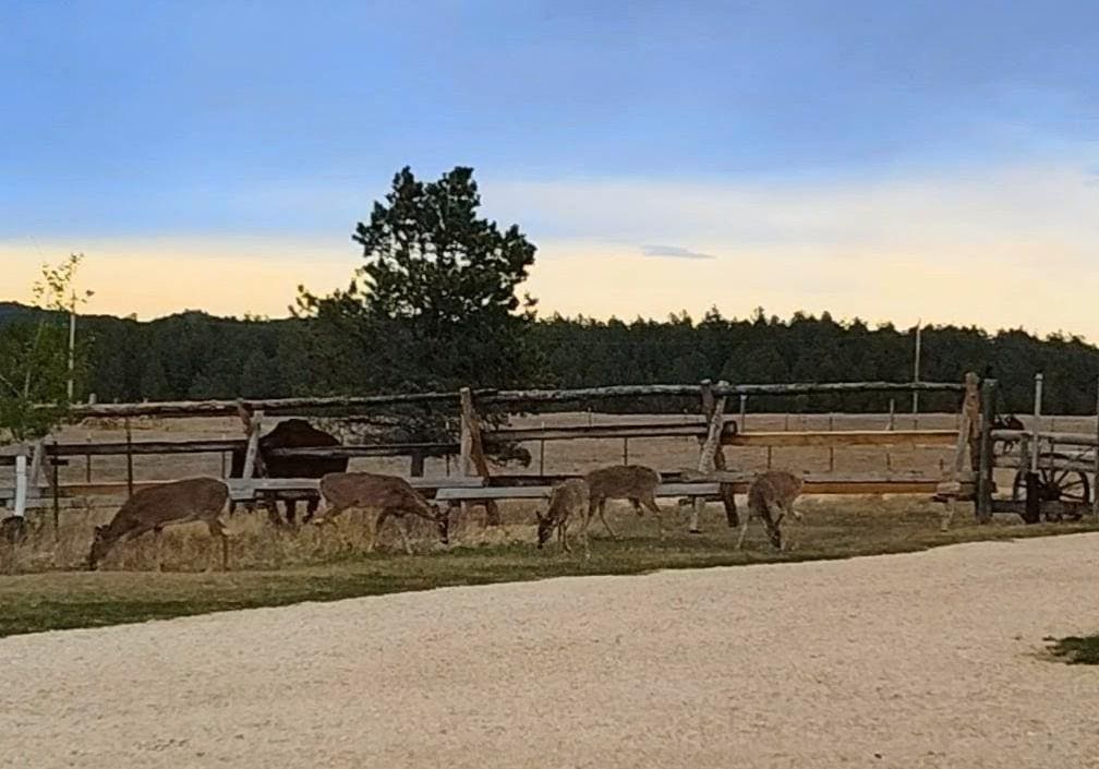 
Deer in the front yard
