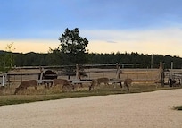 Deer in the front yard