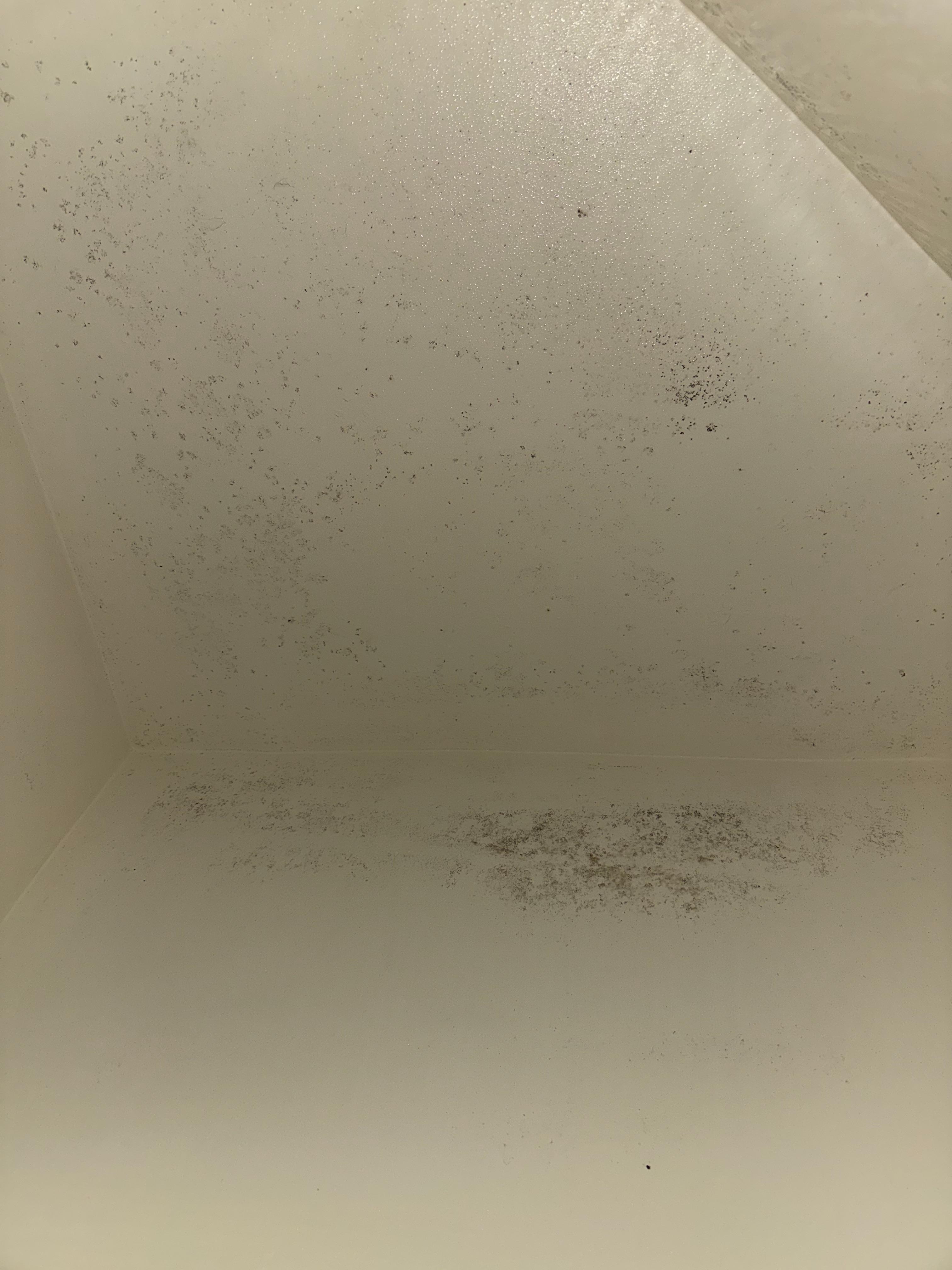 Black mold