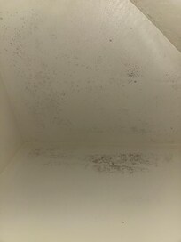 Black mold