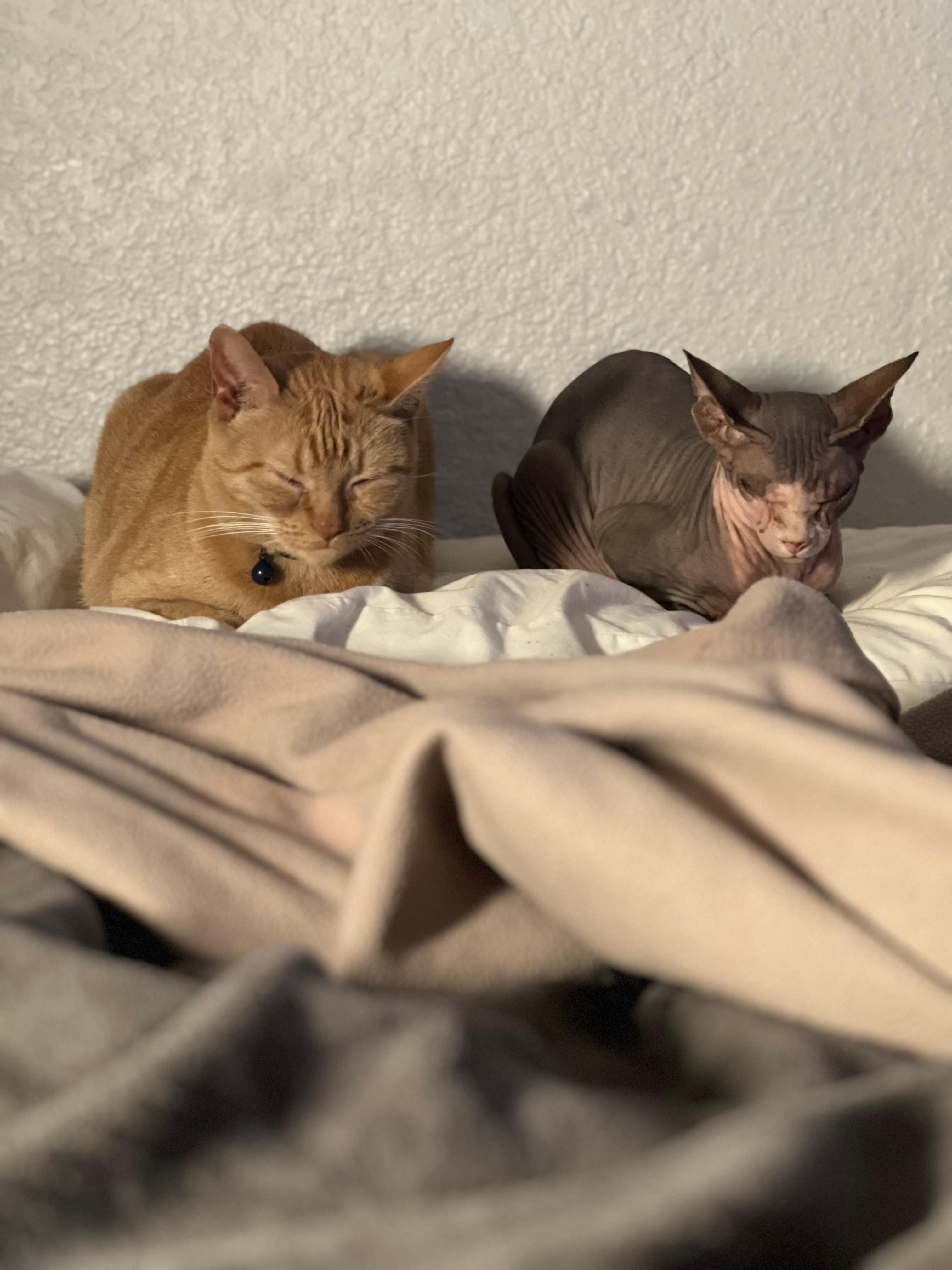 <3 the warmth of the heater makes them feel right at home 