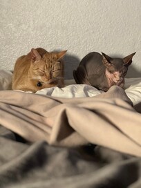 <3 the warmth of the heater makes them feel right at home