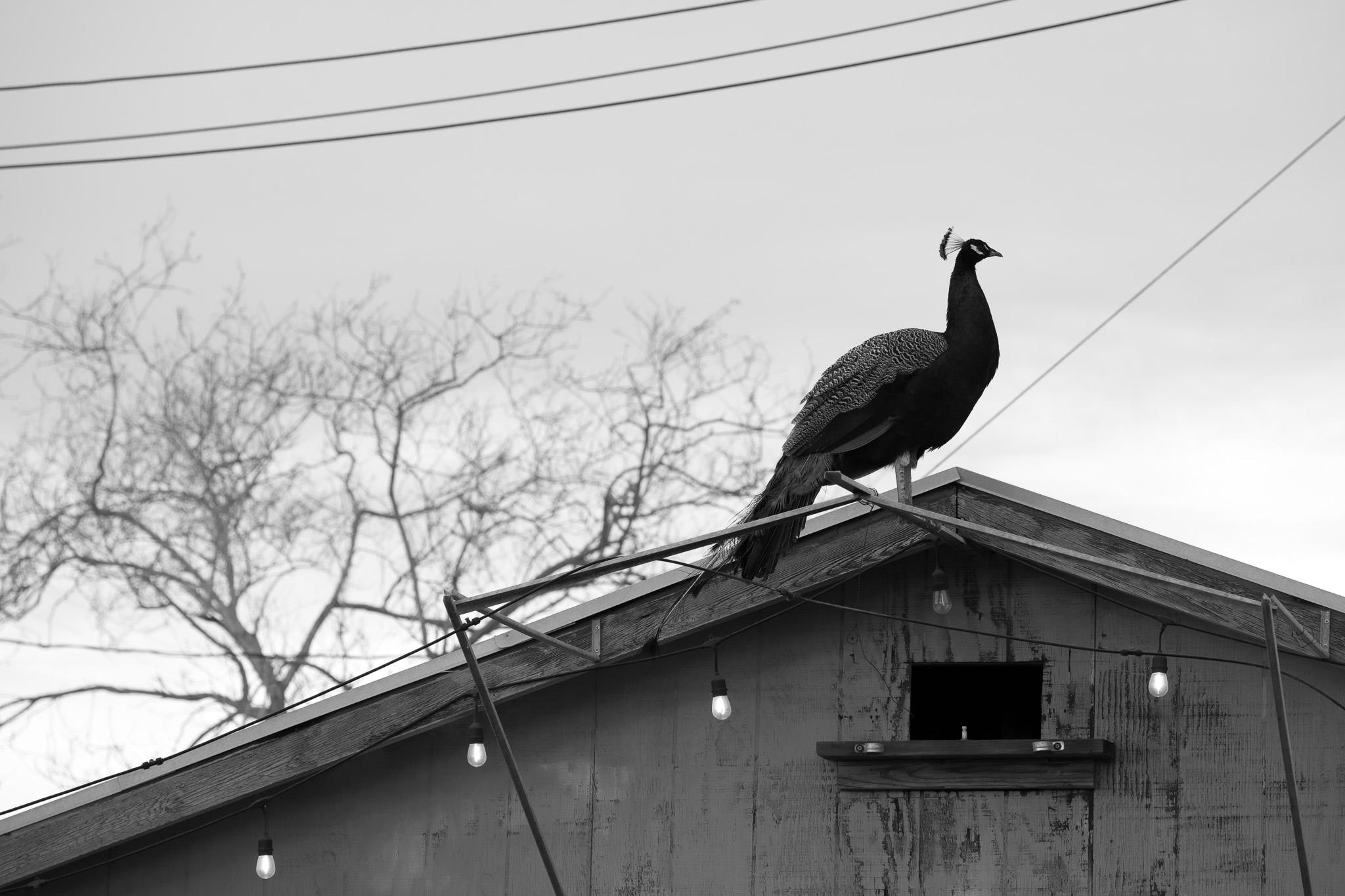 Peacock on the Roof