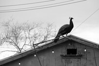 Peacock on the Roof
