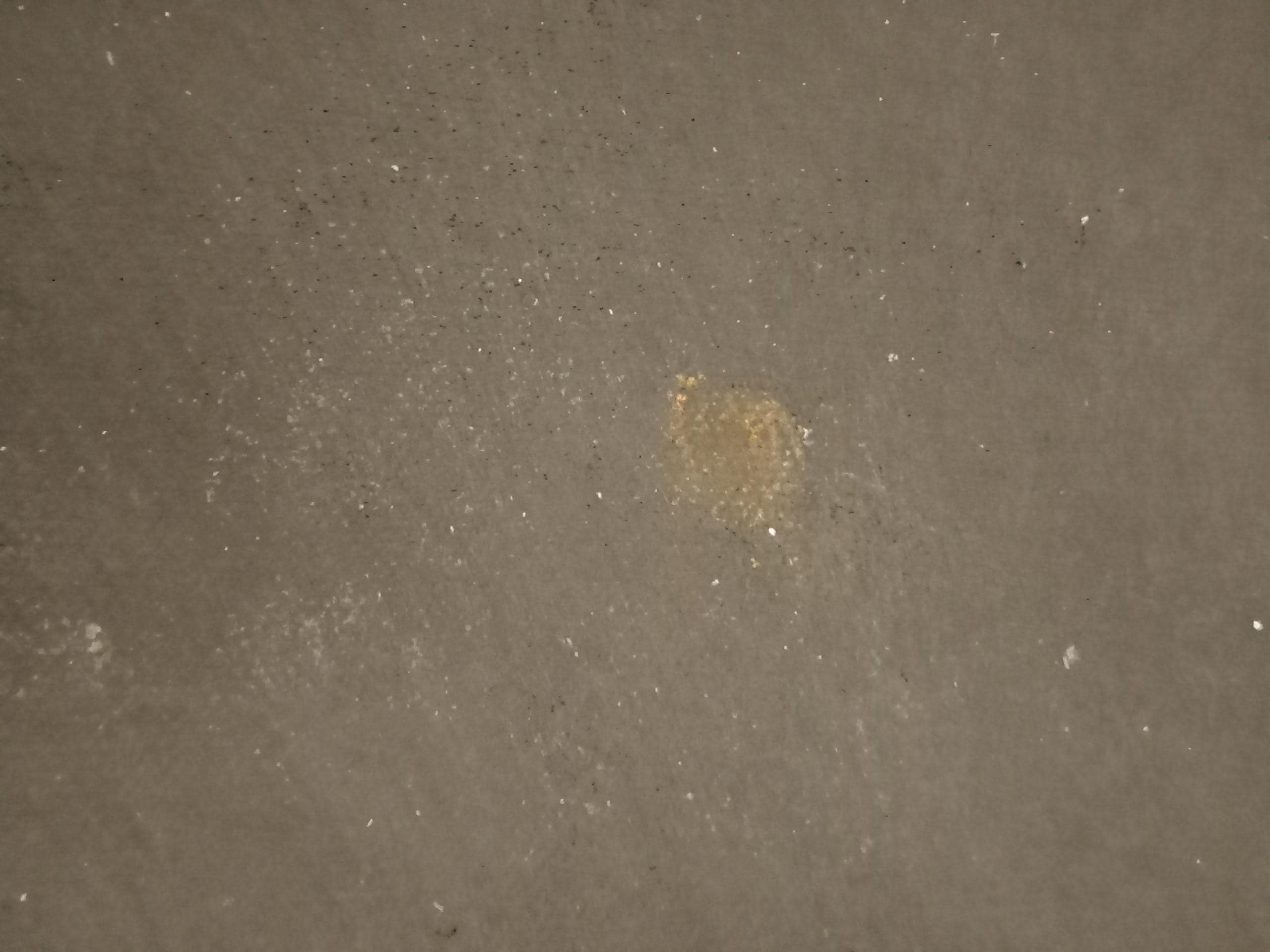 Dried dog feces in the hallways 