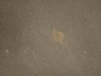 Dried dog feces in the hallways