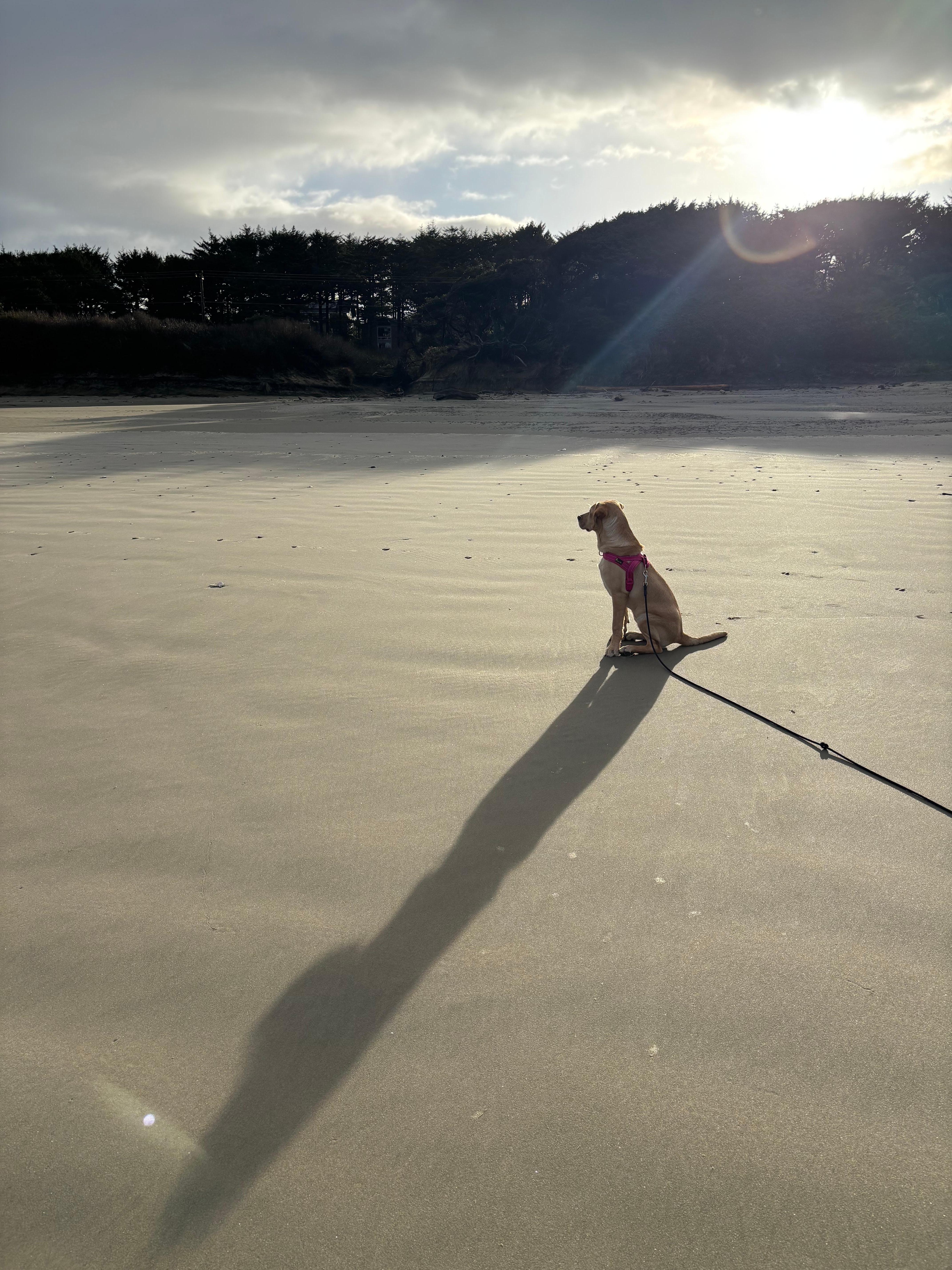 Dog paradise.