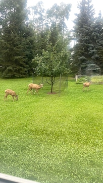 Deer on the property