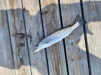 Fishing good in the bay behind the townhouse.