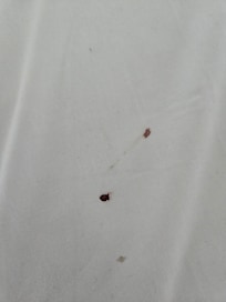 Tick #1 found on bed at Hilton Arlington