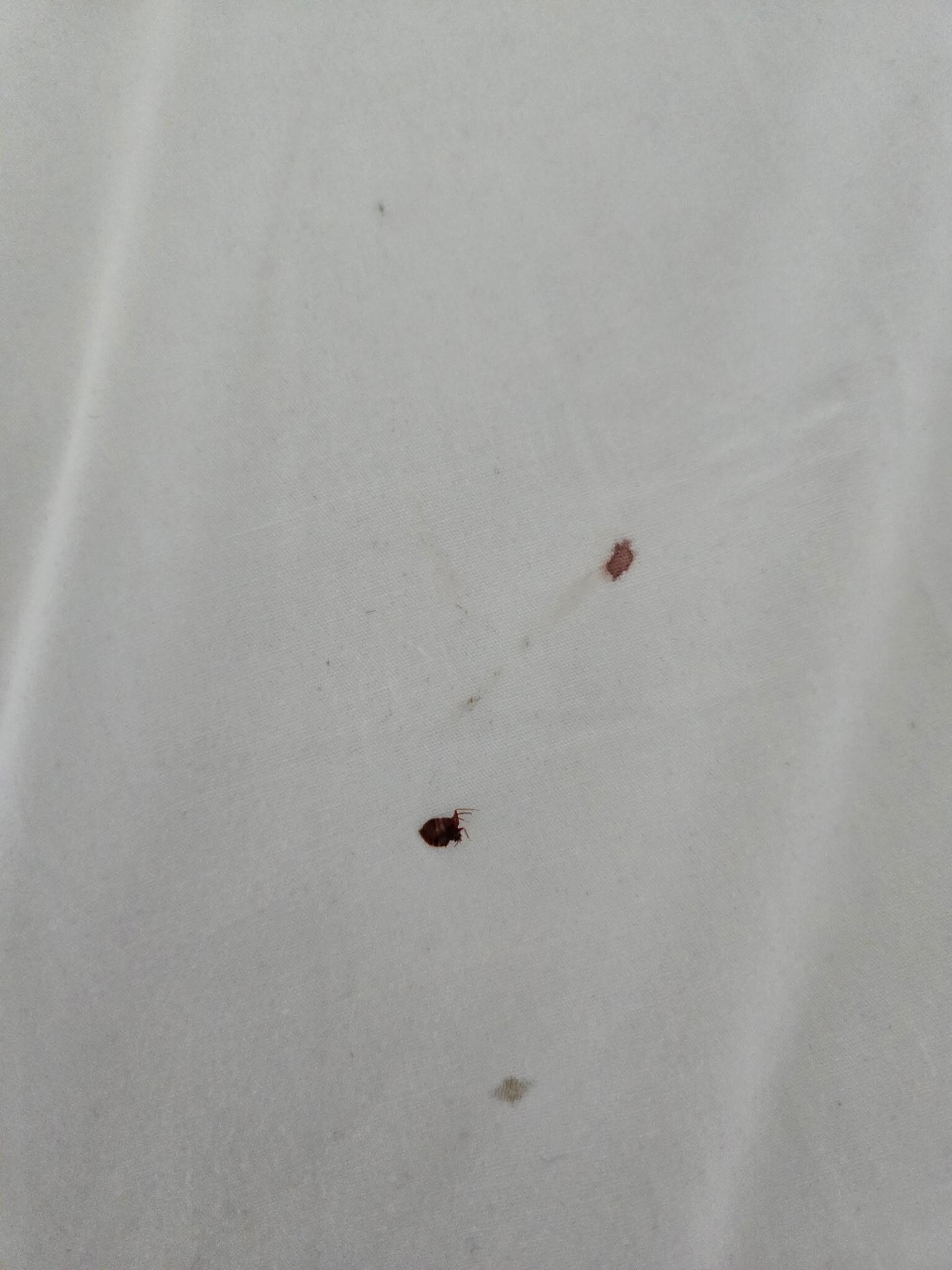 Tick #1 found on bed at Hilton Arlington