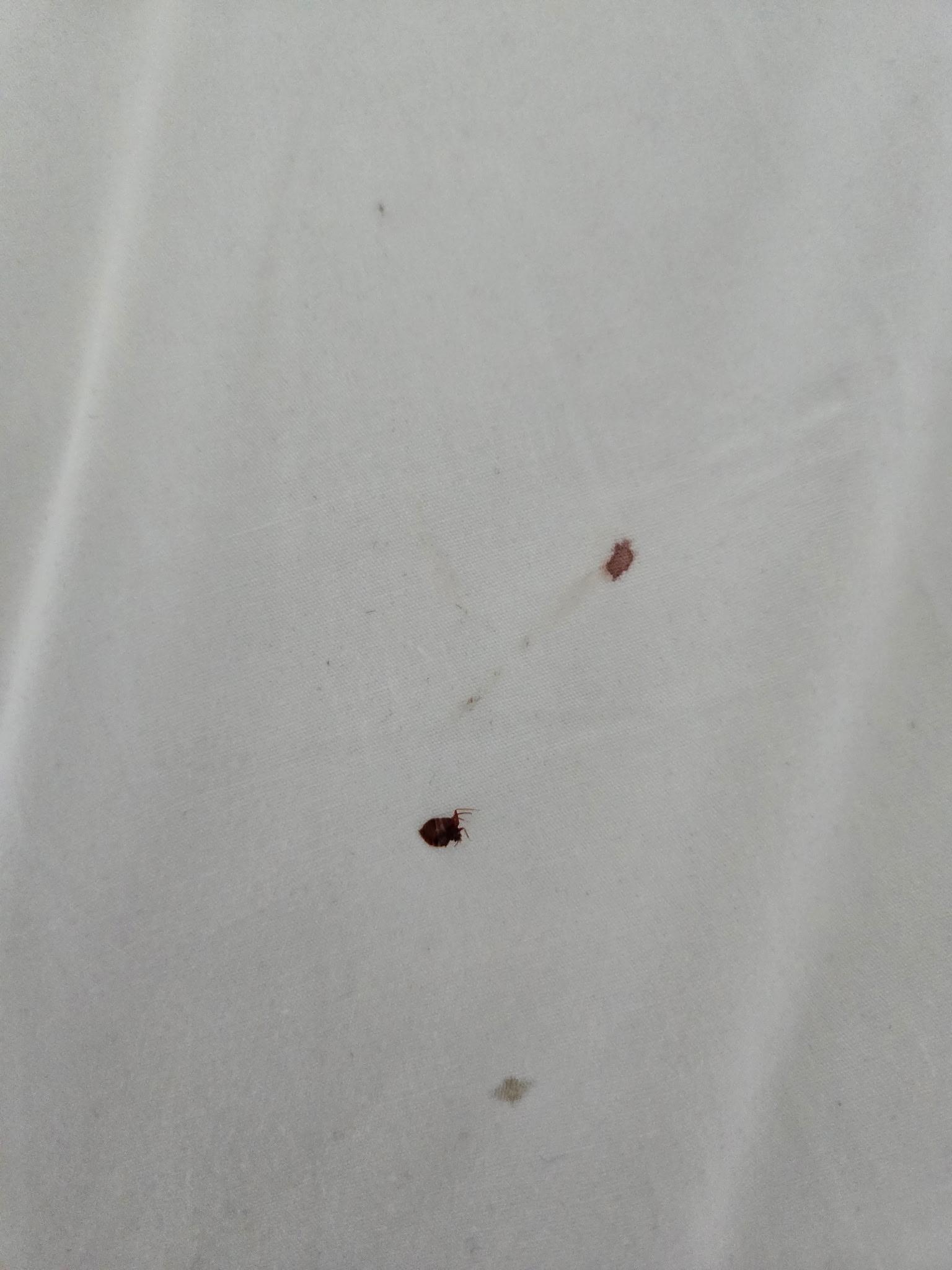 Tick #1 found on bed at Hilton Arlington