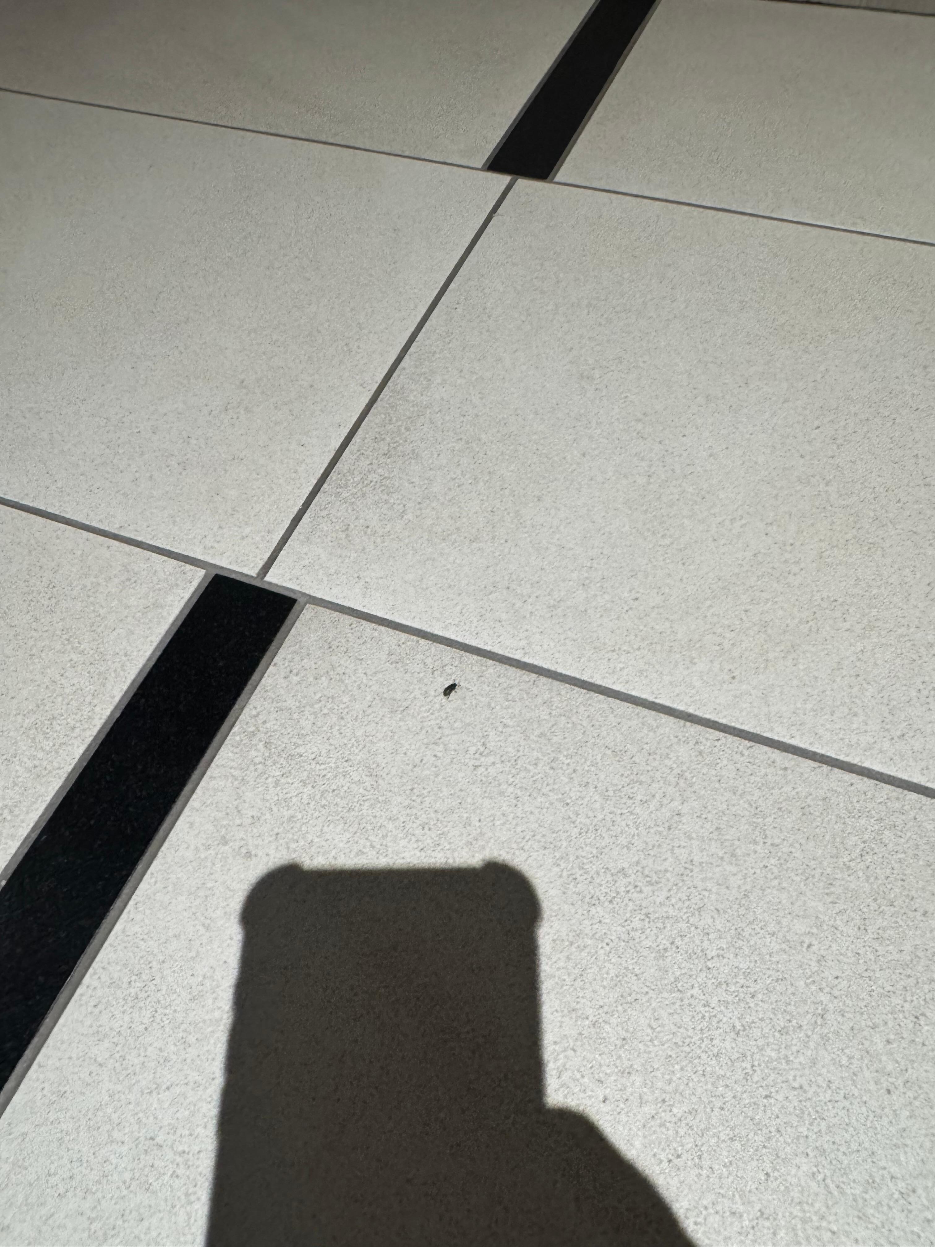 Bugs on floor 