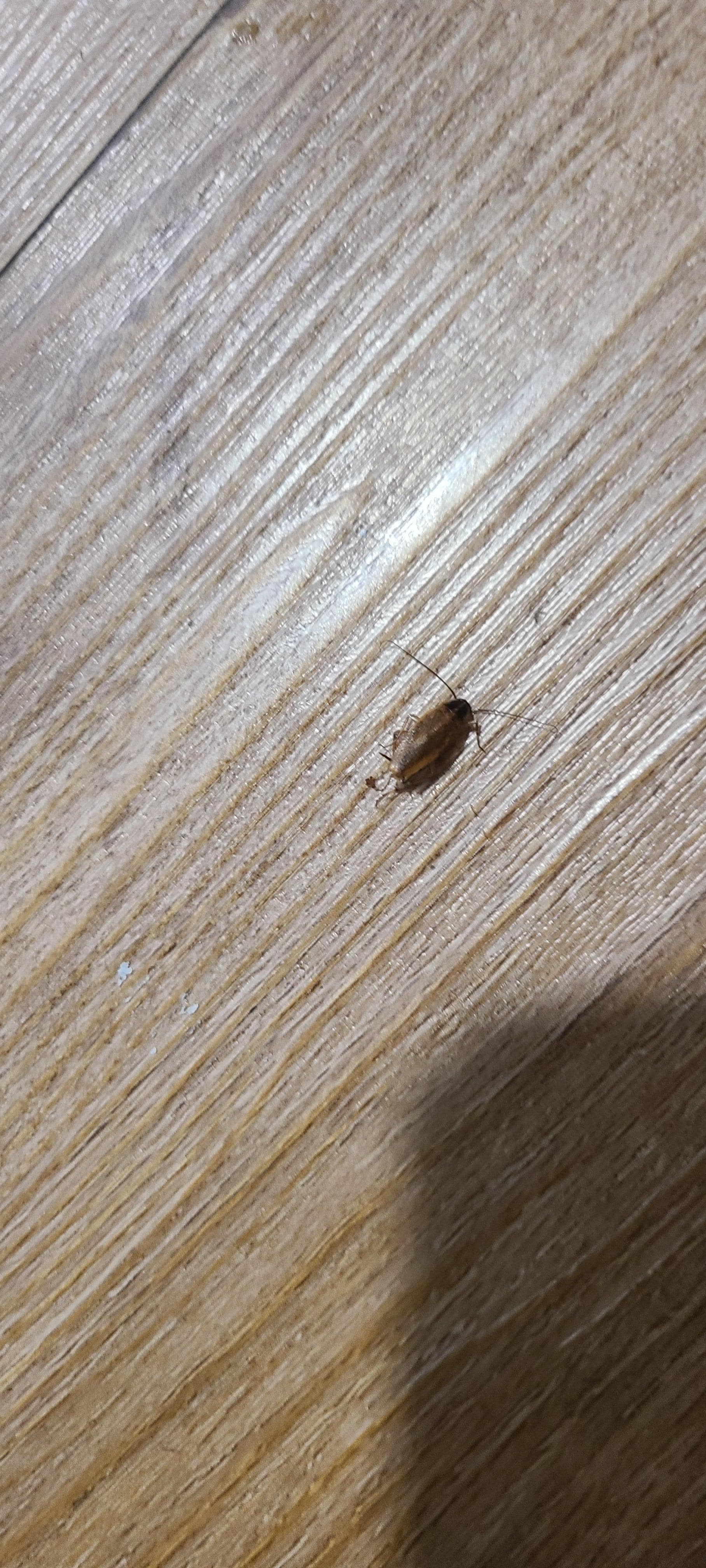 I didn't take pictures of EVERY ROACH but here's another one