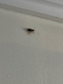 Cockroach