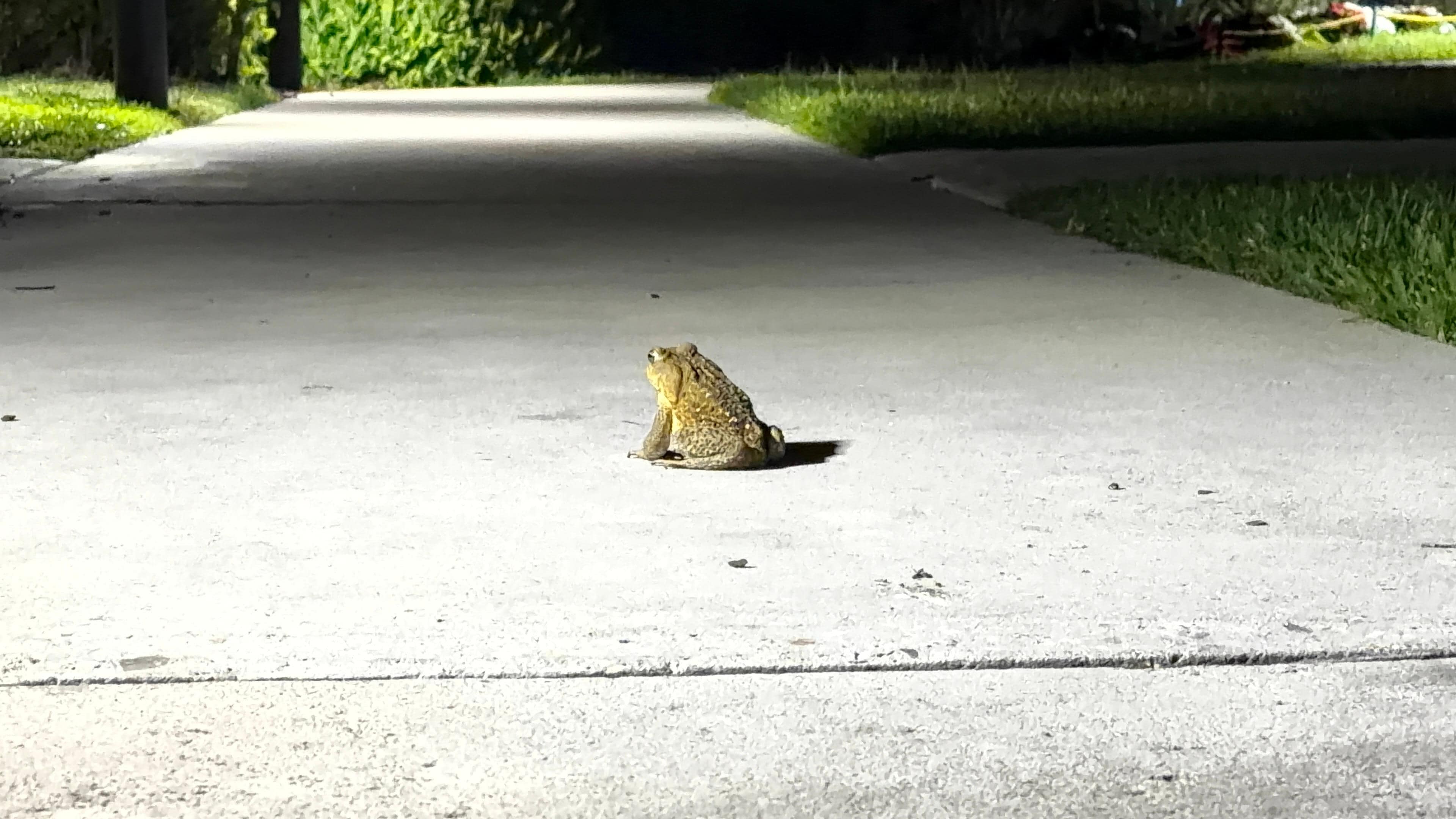 Big frogs :-)