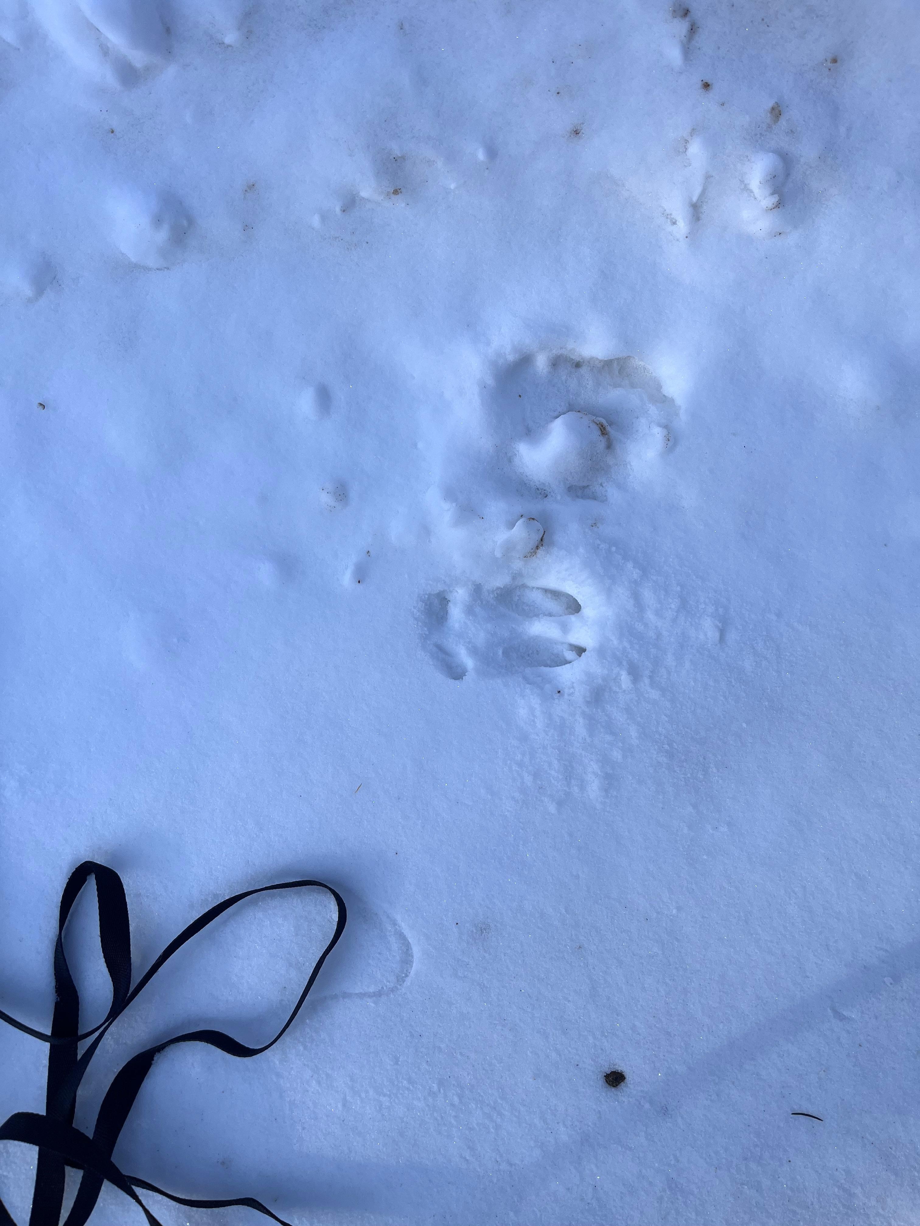 Lots of game tracks on property 