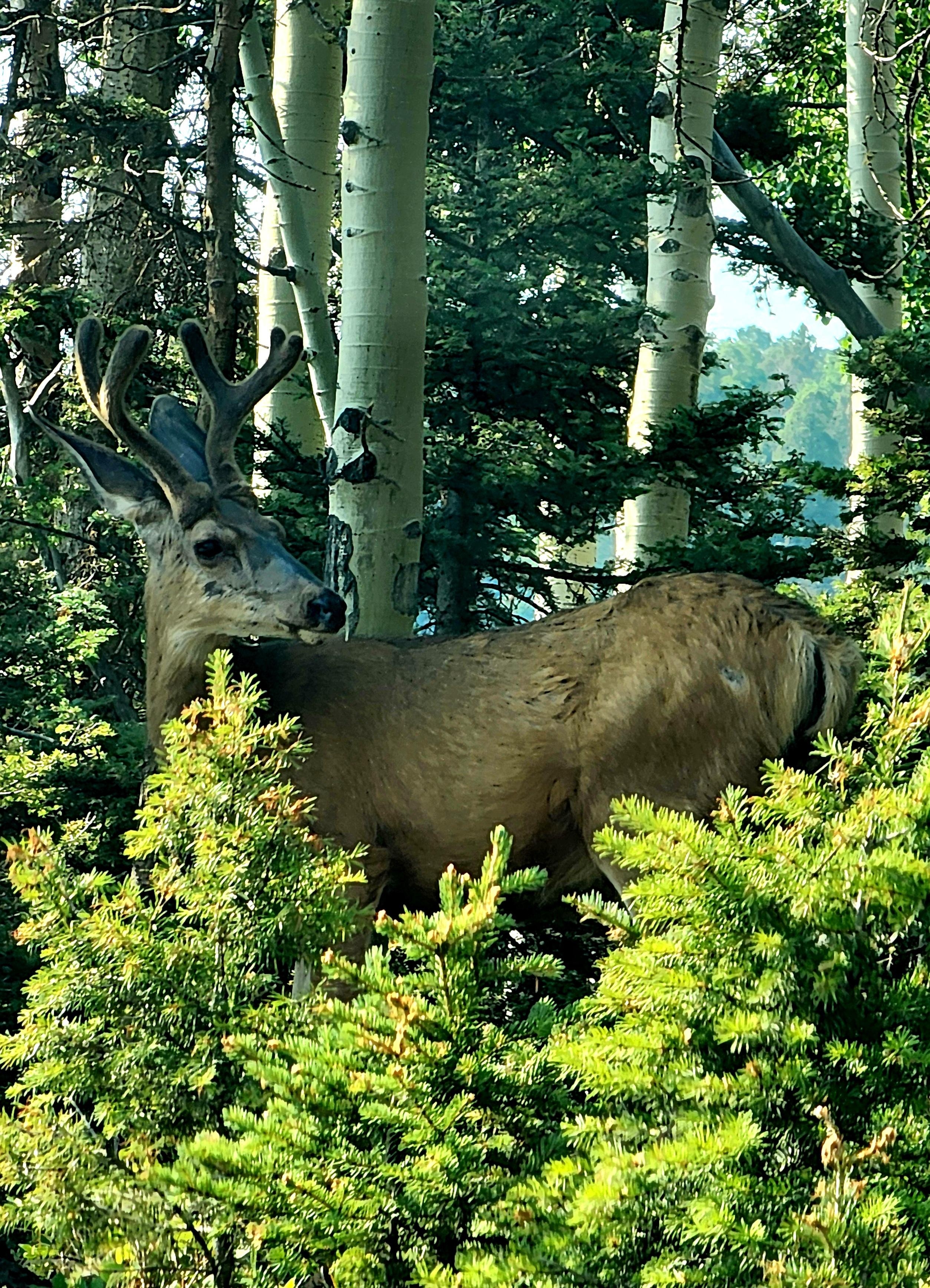 Mule deer