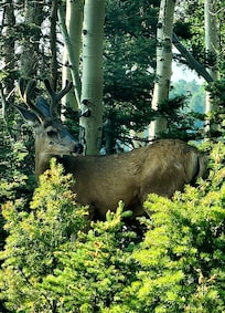 Mule deer