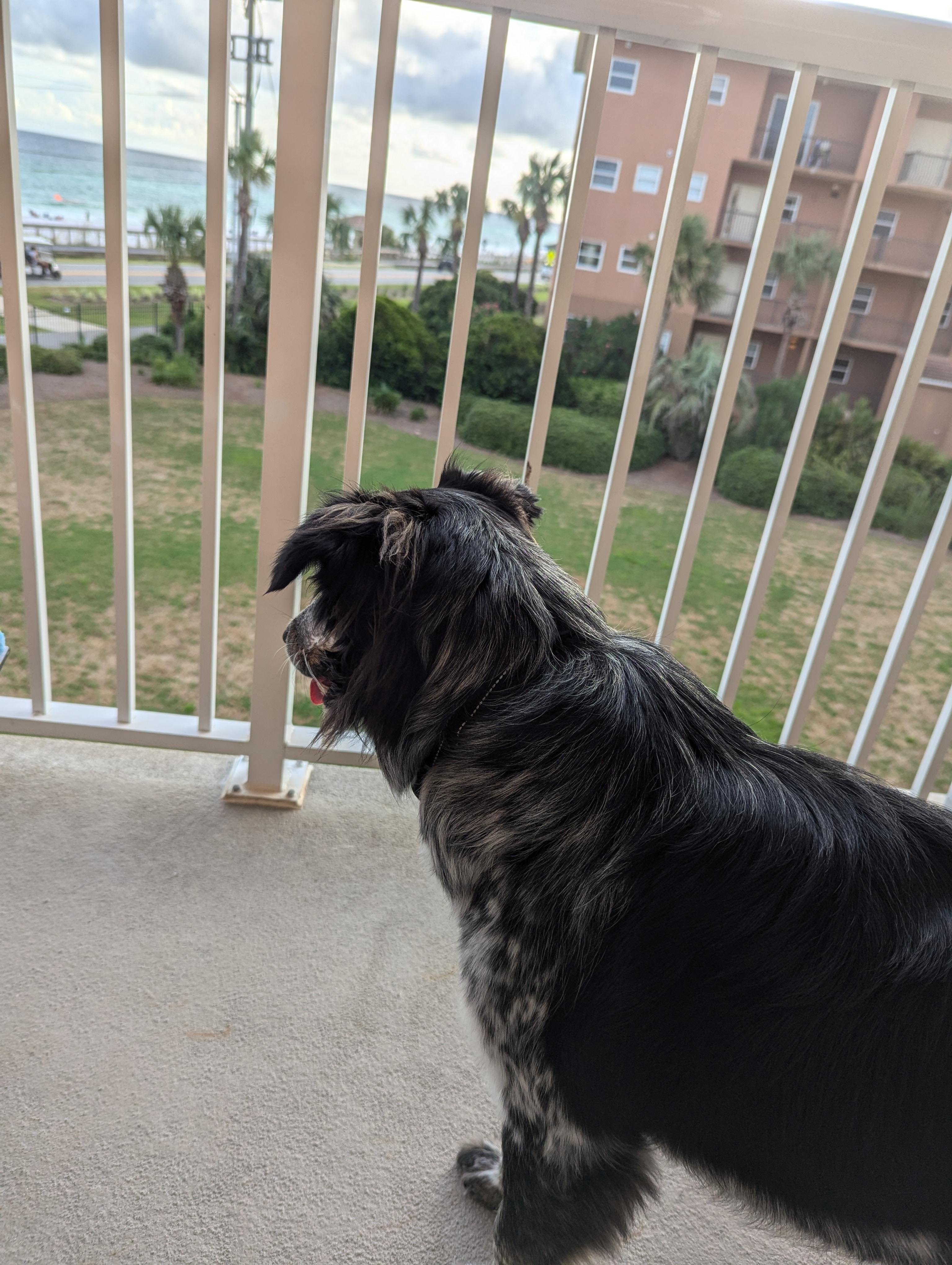 Fur baby mesmerized lol