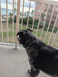 Fur baby mesmerized lol