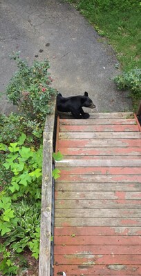 Adult bear at the cabin