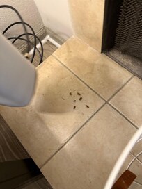 Roaches