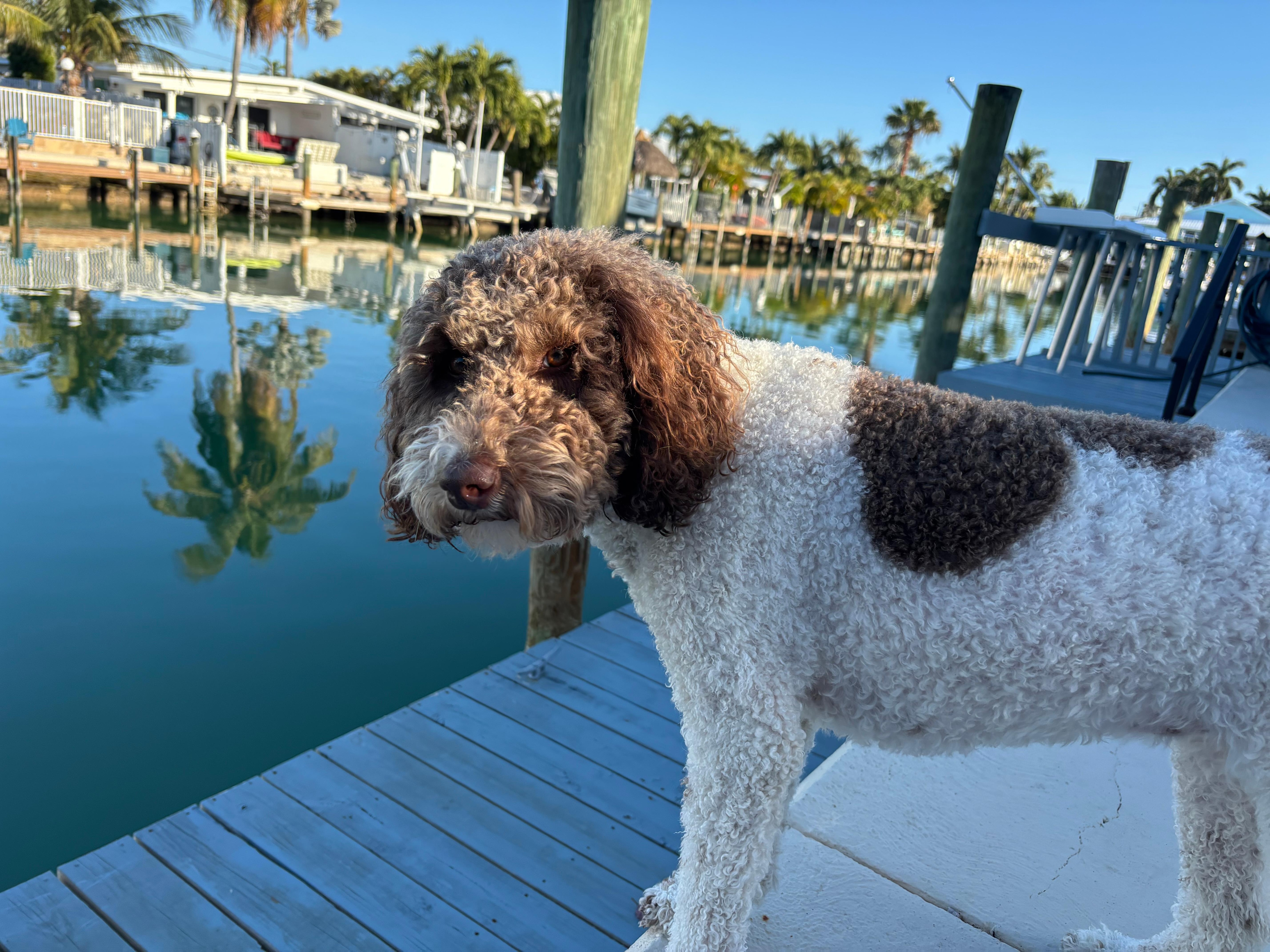 on the look out for manatees