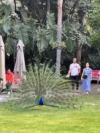 En el jardín central sus pavo reales y guacamayas