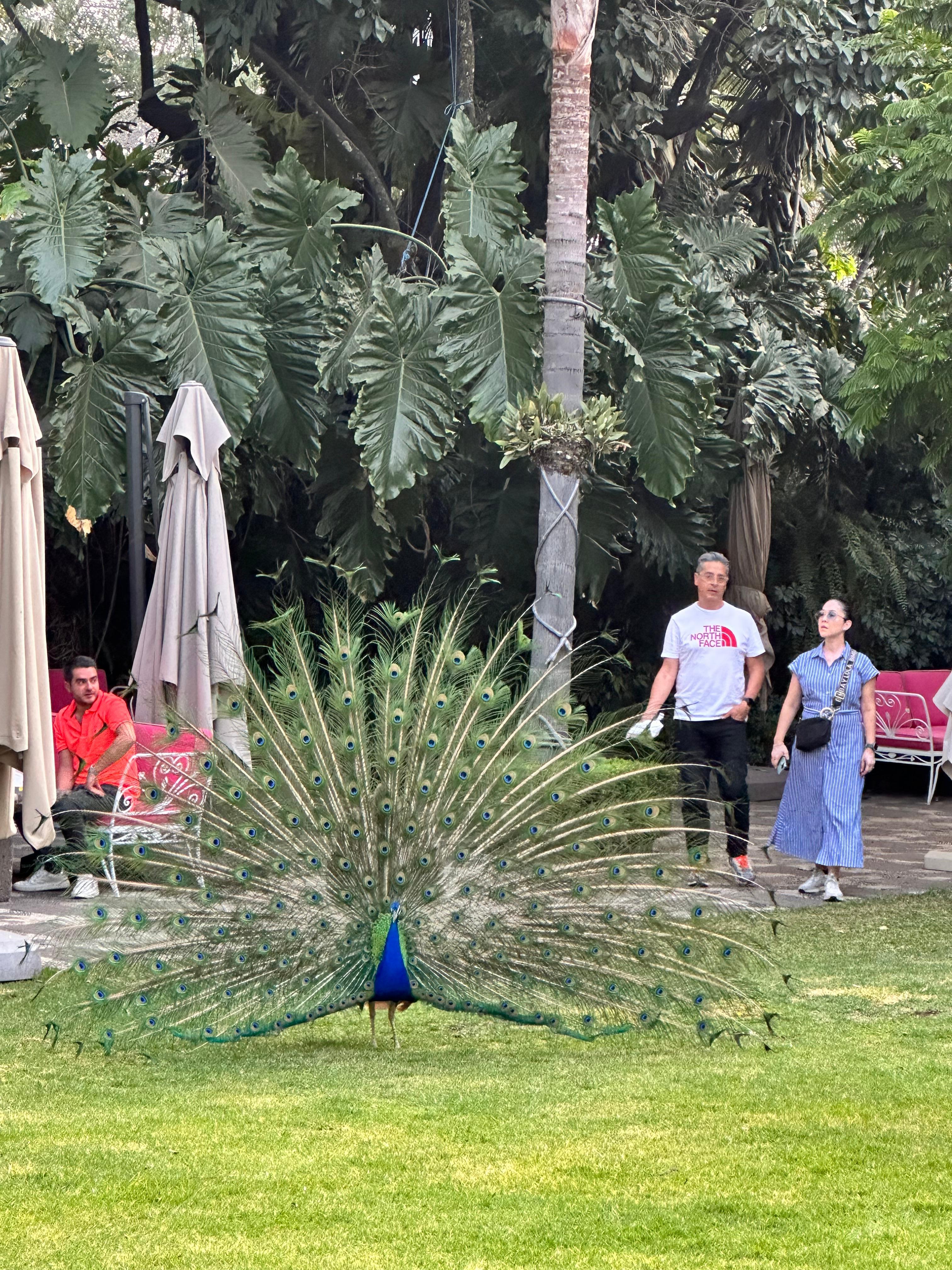 En el jardín central sus pavo reales y guacamayas