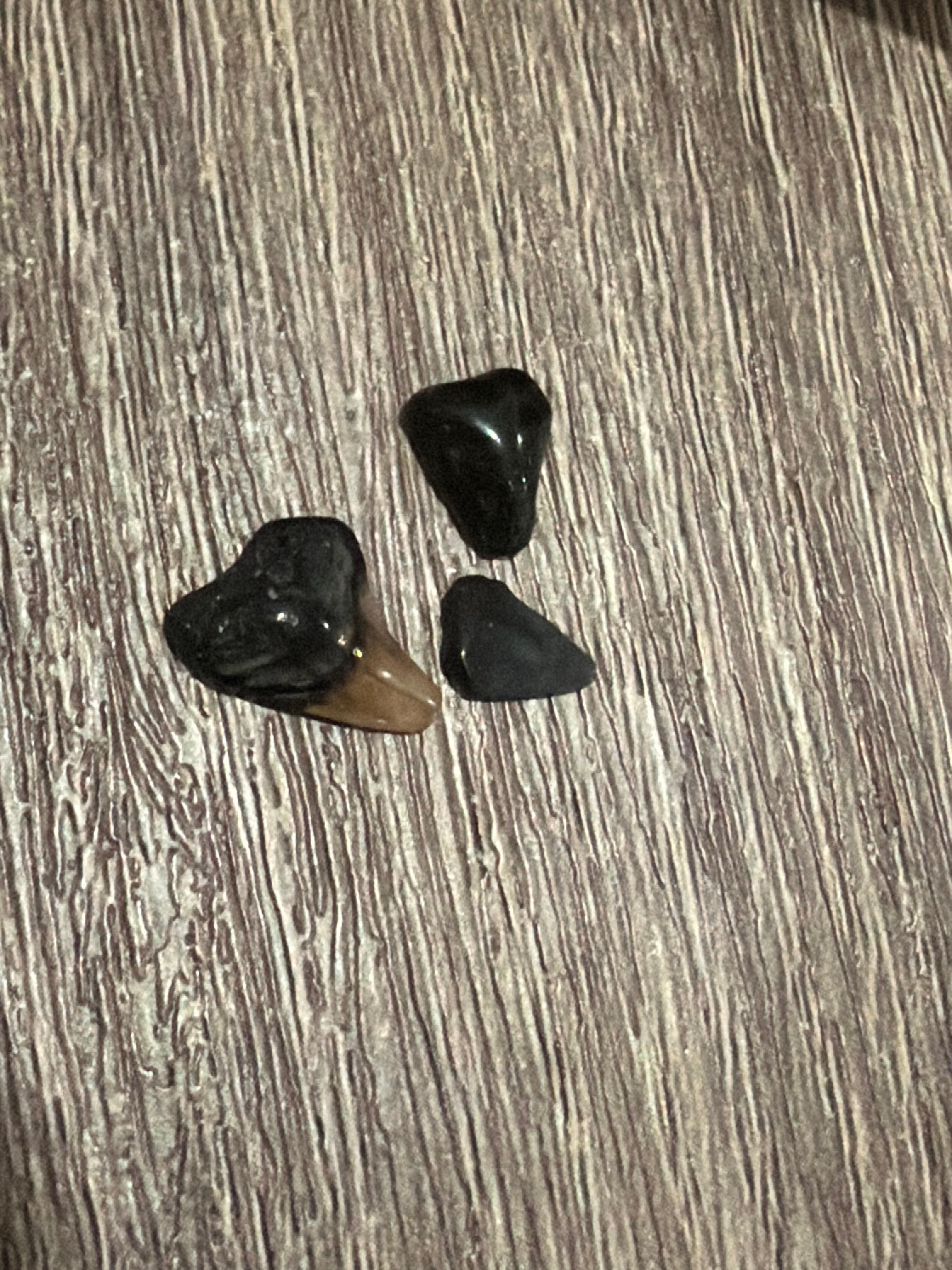 Shark teeth, they are everywhere 