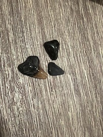 Shark teeth, they are everywhere