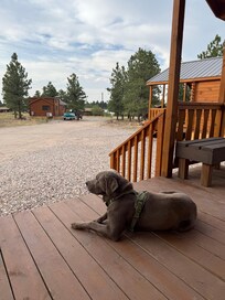 Pet friendly