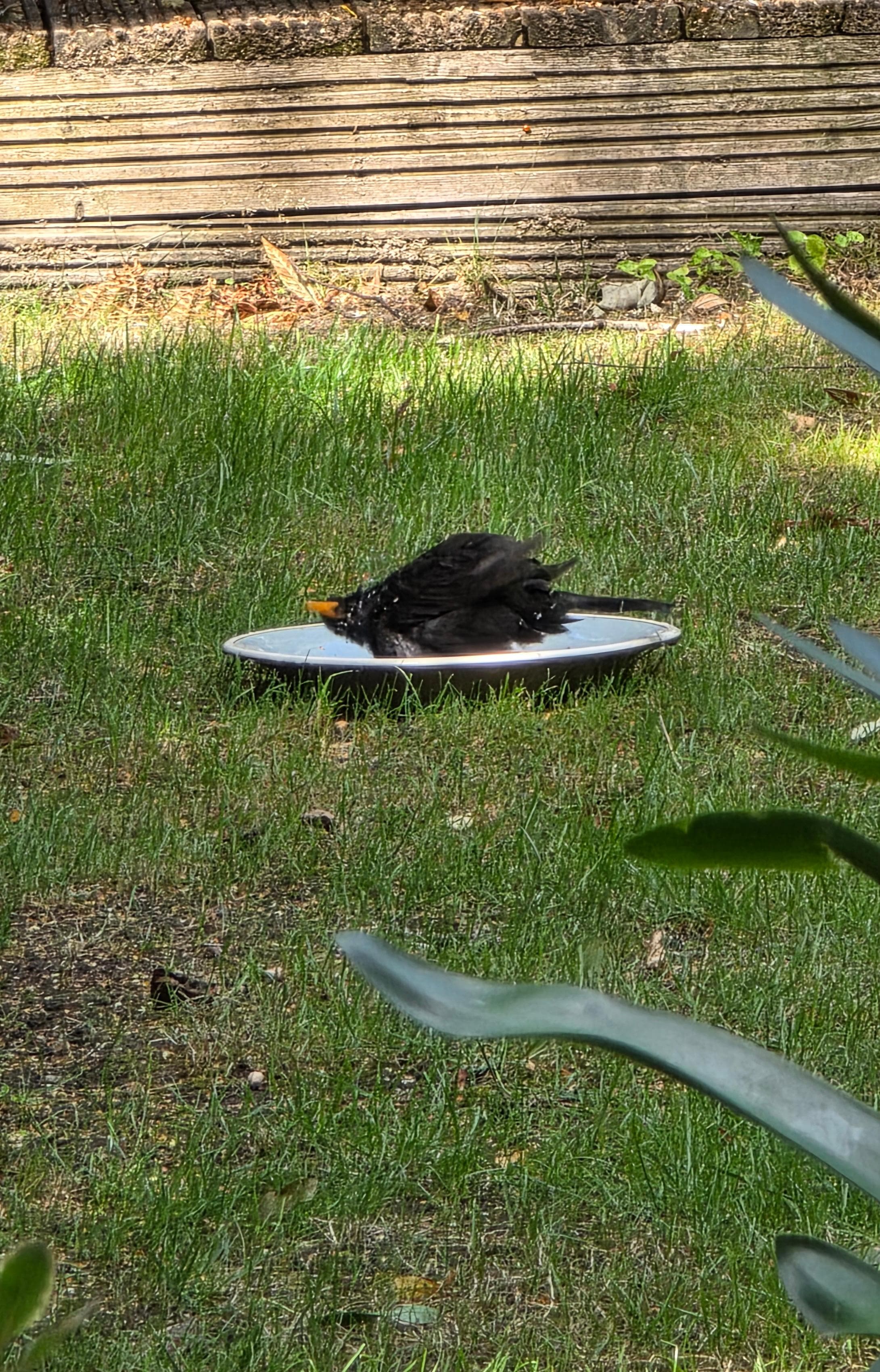 Garden bird bath