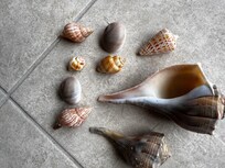 Even better shells