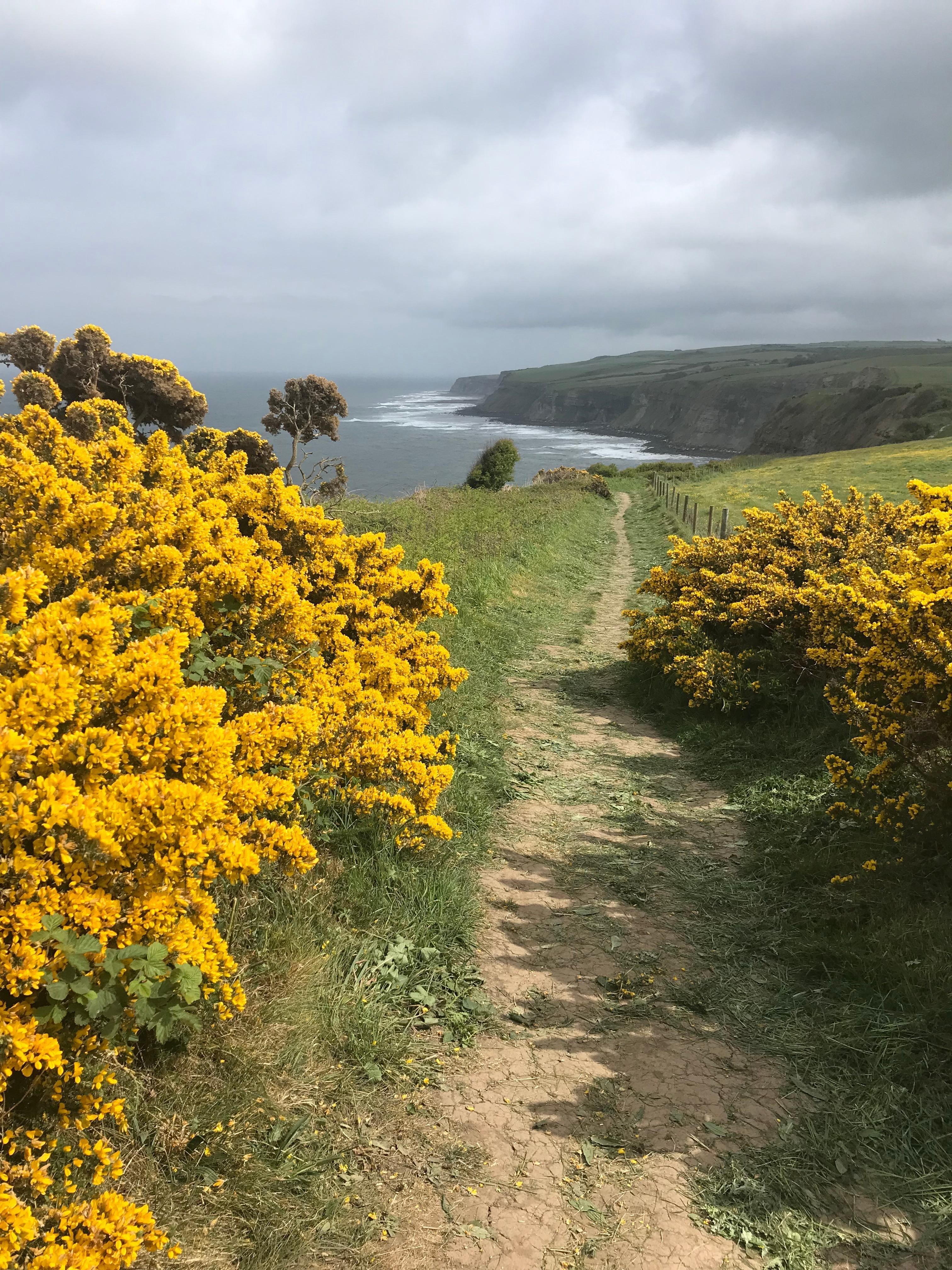 The Cleveland Way heading for Robin Hood’s Bay 