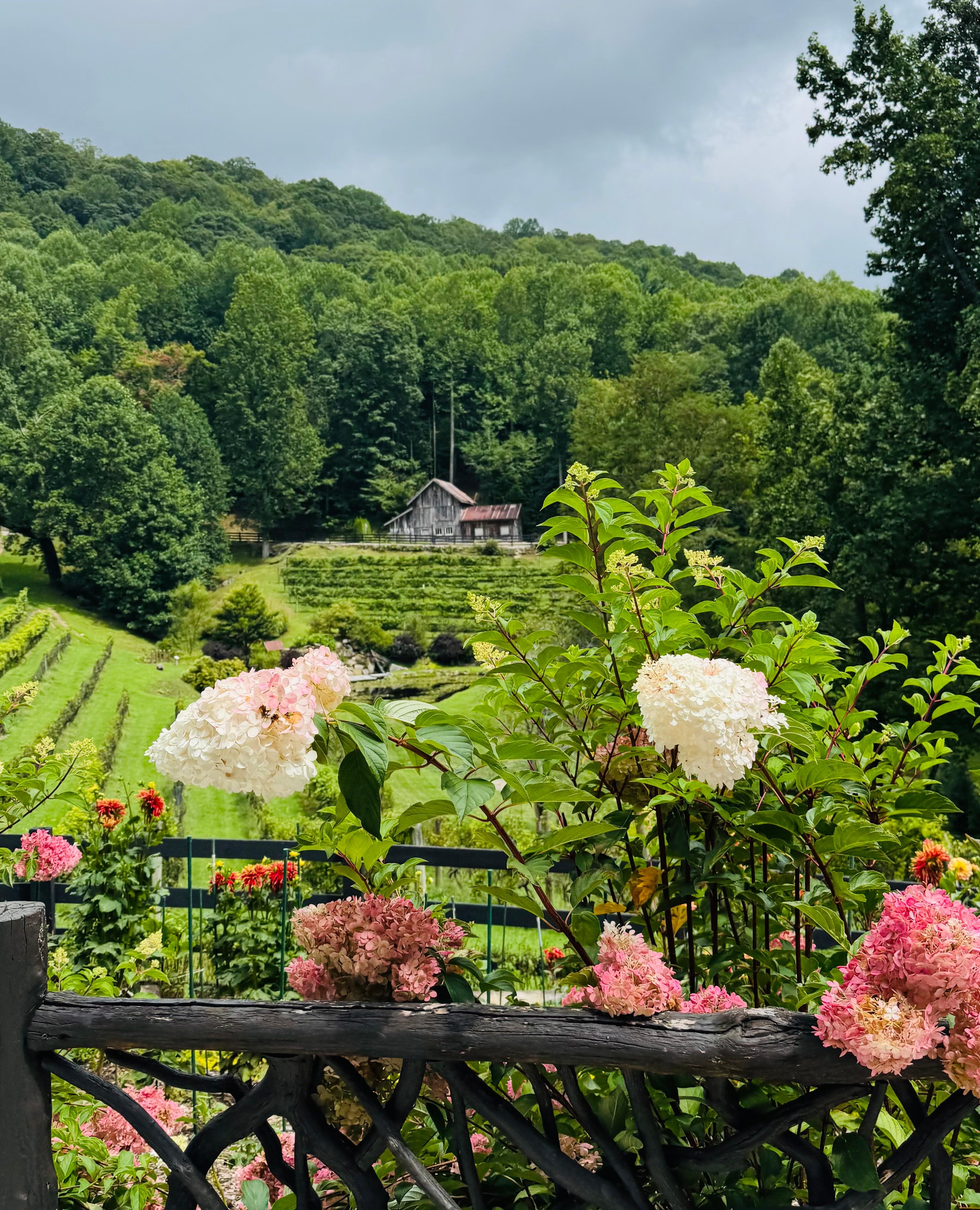 The Vineyard at Scaly