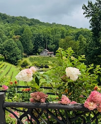 The Vineyard at Scaly